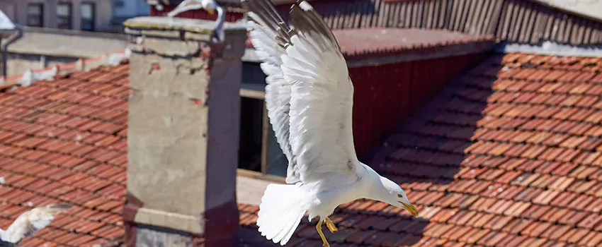 Residential Chimney Animal Removal Solution in Monsey, NY
