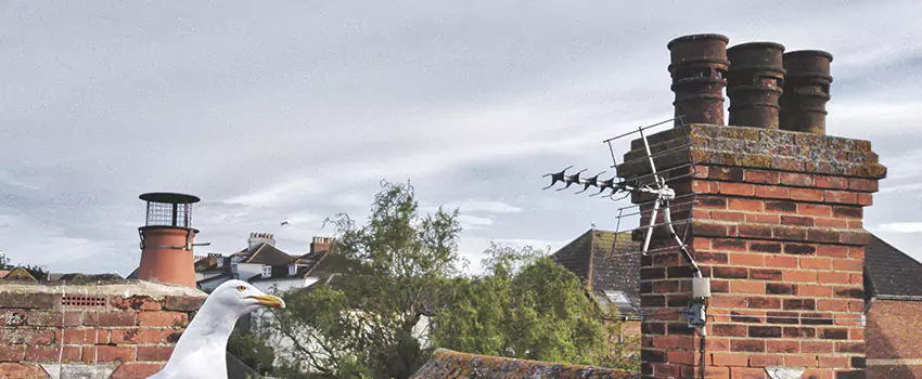 Chimney Cleaning And Restoration in Monsey, New York